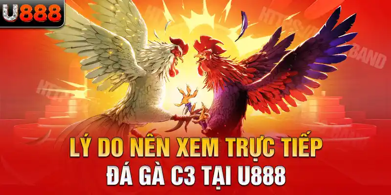 Lý do nên xem trực tiếp đá gà C3 tại U888