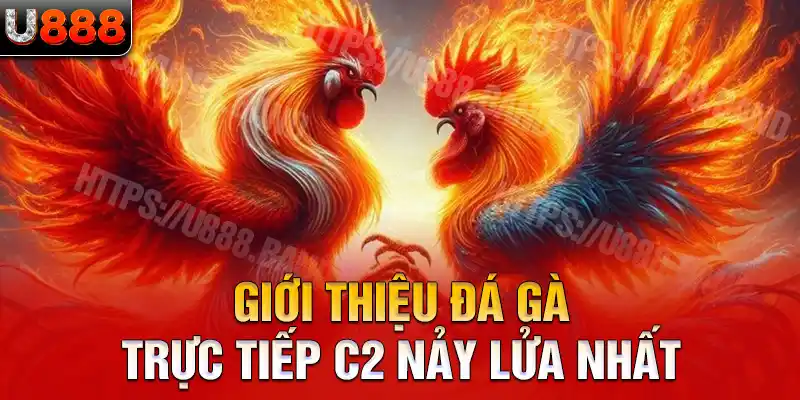 Giới thiệu đá gà trực tiếp C2 nảy lửa nhất